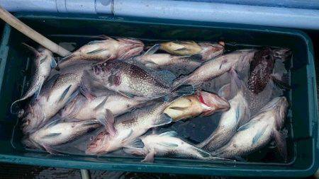 小樽港遊漁船SHAKE 釣果