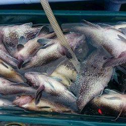 小樽港遊漁船SHAKE 釣果