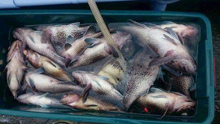 小樽港遊漁船SHAKE 釣果