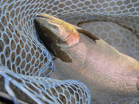 平谷湖フィッシングスポット 釣果