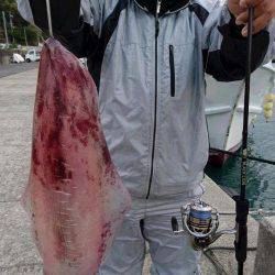 South Current 釣果