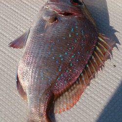 遊漁船 家入 釣果