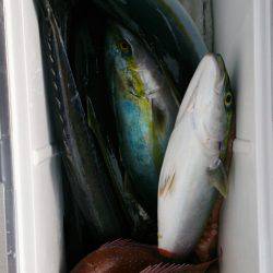 遊漁船 家入 釣果