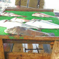 海の釣堀 海恵 釣果