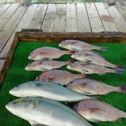 海の釣堀 海恵 釣果