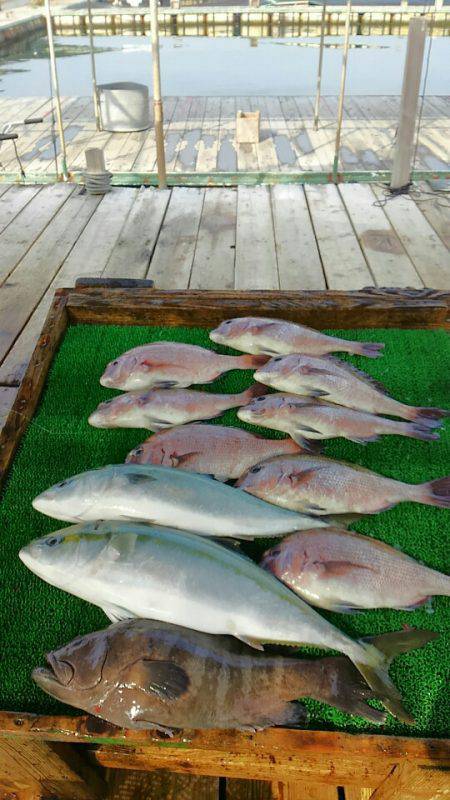 海の釣堀 海恵 釣果