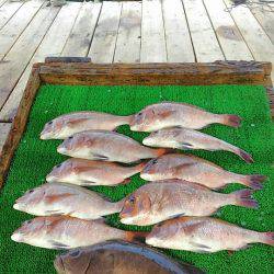 海の釣堀 海恵 釣果