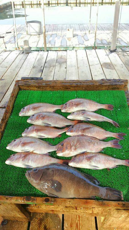 海の釣堀 海恵 釣果