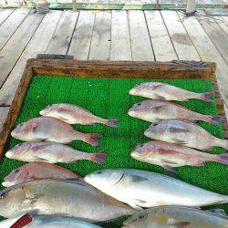 海の釣堀 海恵 釣果