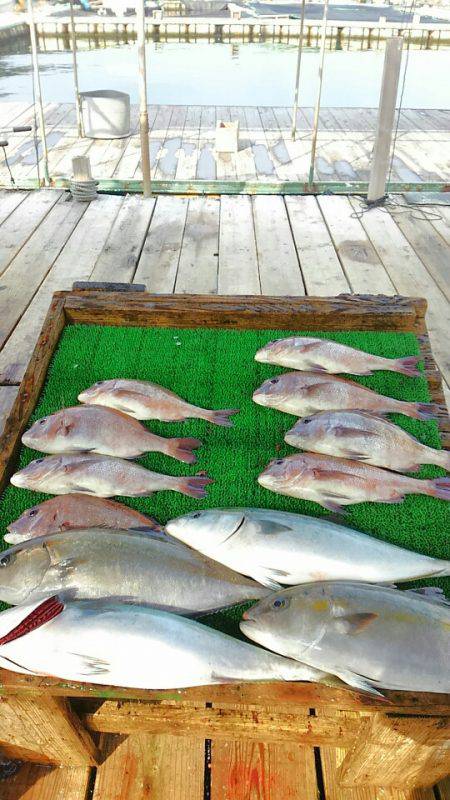 海の釣堀 海恵 釣果