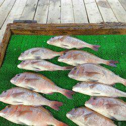 海の釣堀 海恵 釣果