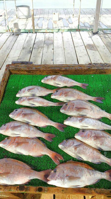 海の釣堀 海恵 釣果
