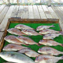 海の釣堀 海恵 釣果