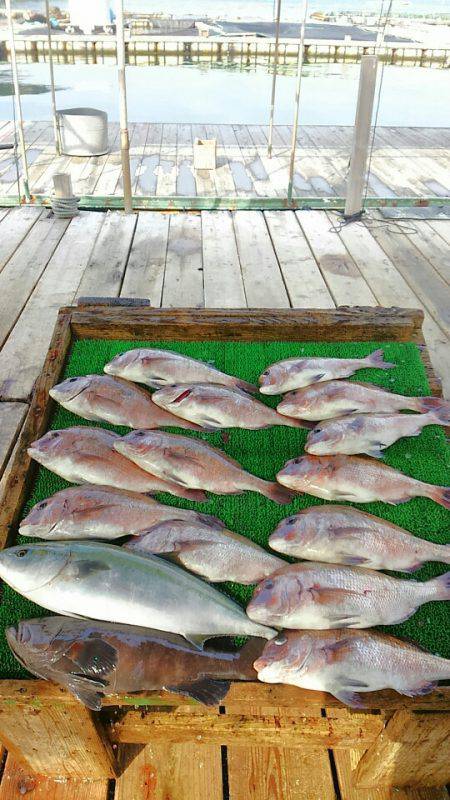 海の釣堀 海恵 釣果