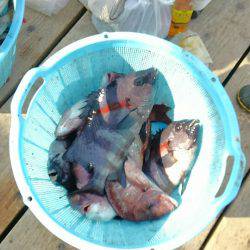 海の釣堀 海恵 釣果