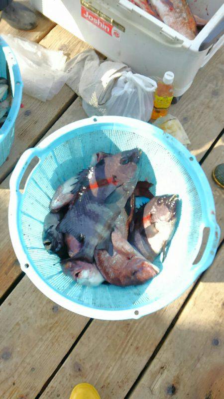 海の釣堀 海恵 釣果