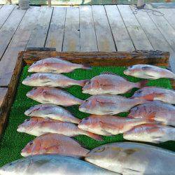 海の釣堀 海恵 釣果