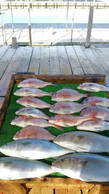 海の釣堀 海恵 釣果