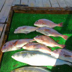 海の釣堀 海恵 釣果