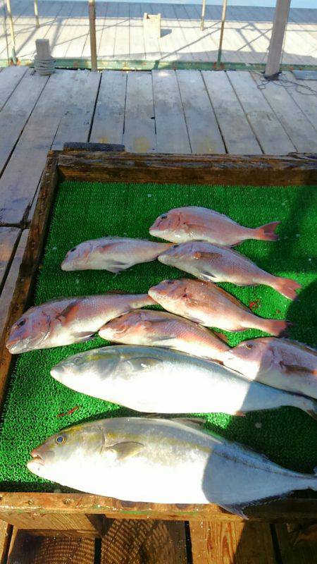 海の釣堀 海恵 釣果