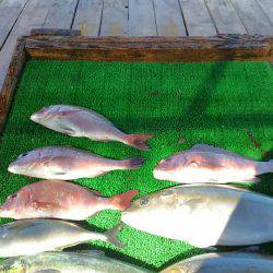 海の釣堀 海恵 釣果