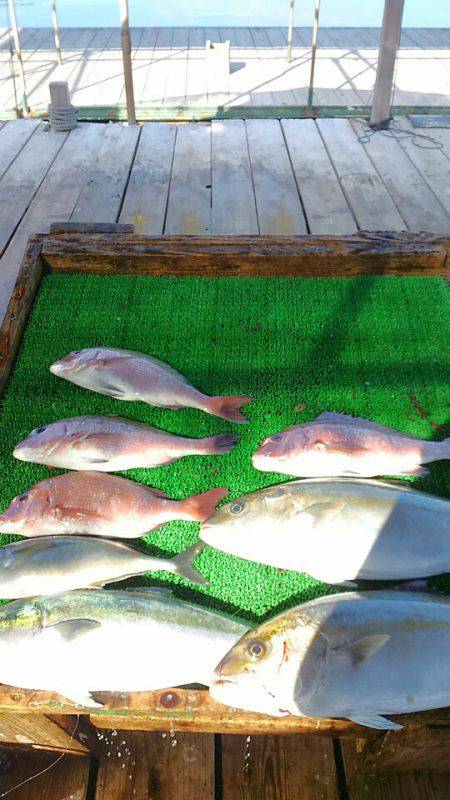 海の釣堀 海恵 釣果