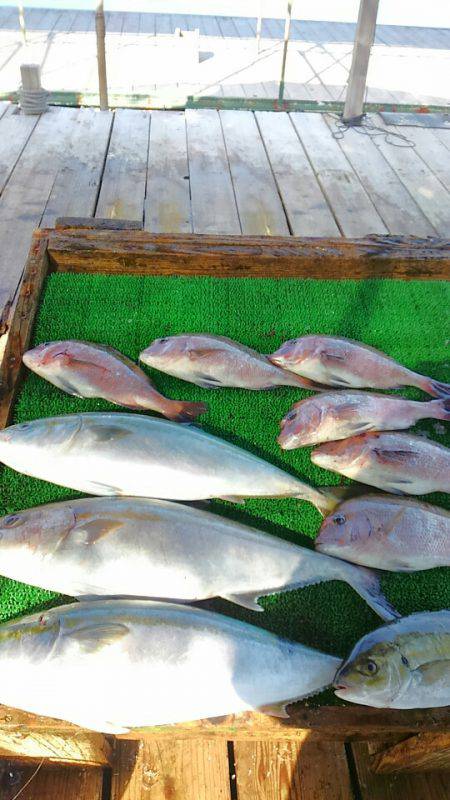 海の釣堀 海恵 釣果