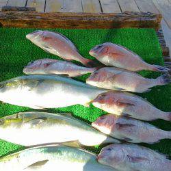 海の釣堀 海恵 釣果