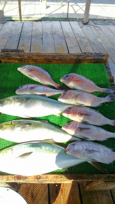 海の釣堀 海恵 釣果