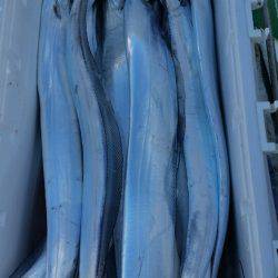 金沢八景鴨下丸 釣果