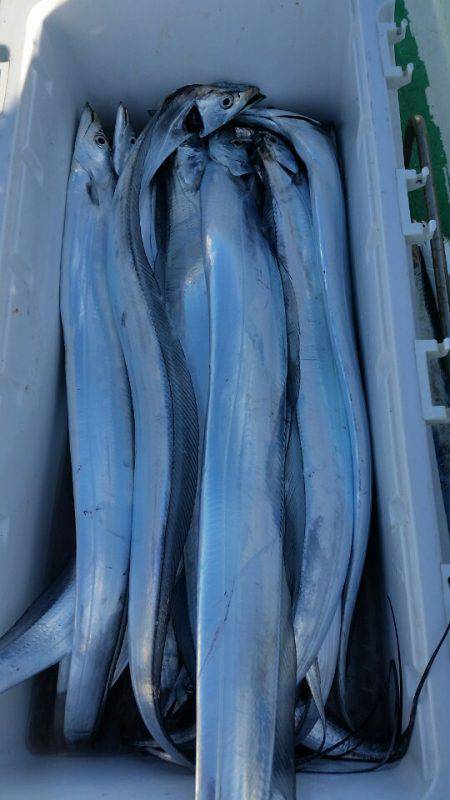 金沢八景鴨下丸 釣果