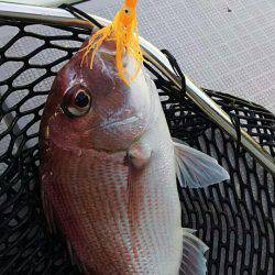 タイラバ遊漁船 ワンピース 釣果