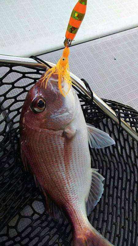 タイラバ遊漁船 ワンピース 釣果