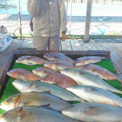 海の釣堀 海恵 釣果
