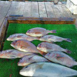 海の釣堀 海恵 釣果