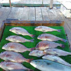 海の釣堀 海恵 釣果