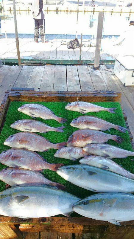 海の釣堀 海恵 釣果