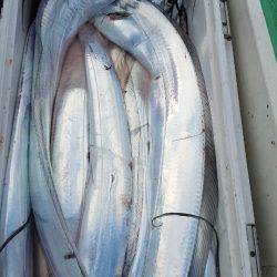 金沢八景鴨下丸 釣果