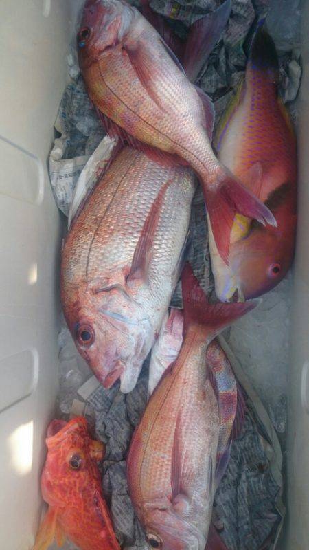 だて丸 釣果