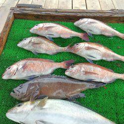 海の釣堀 海恵 釣果