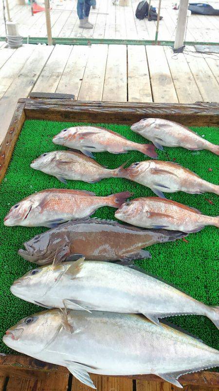 海の釣堀 海恵 釣果