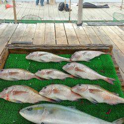 海の釣堀 海恵 釣果