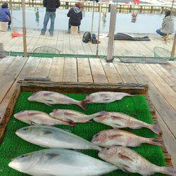 海の釣堀 海恵 釣果