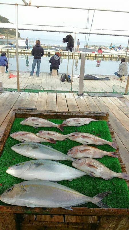 海の釣堀 海恵 釣果