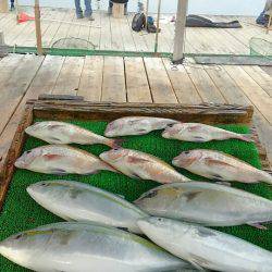 海の釣堀 海恵 釣果