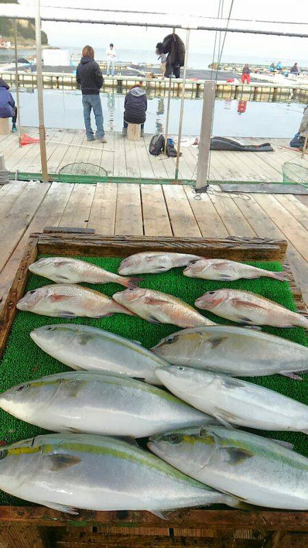 海の釣堀 海恵 釣果