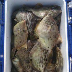 フィッシング　キッタカ 釣果