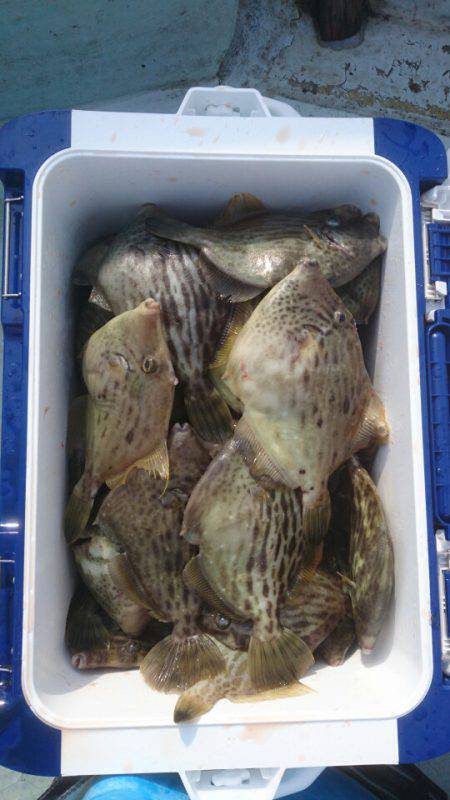 フィッシング　キッタカ 釣果