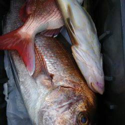 サンマリン 釣果