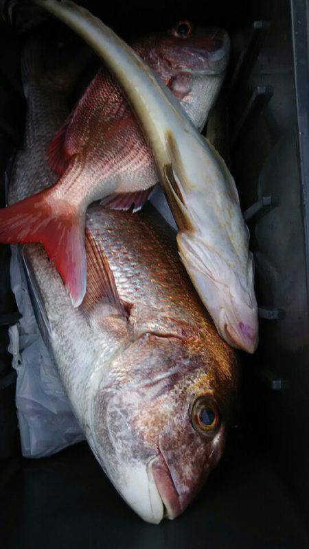 サンマリン 釣果